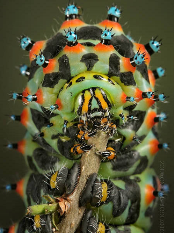 Tằm Calleta (Eupackardia calleta) Là một loài sâu bướm thuộc họ bướm ma Saturniidae, tằm Calleta được tìm thấy tại Mexico, Guatemala và vùng cực nam của Hoa Kỳ. Đây là loài duy nhất trong chi Eupackardia.