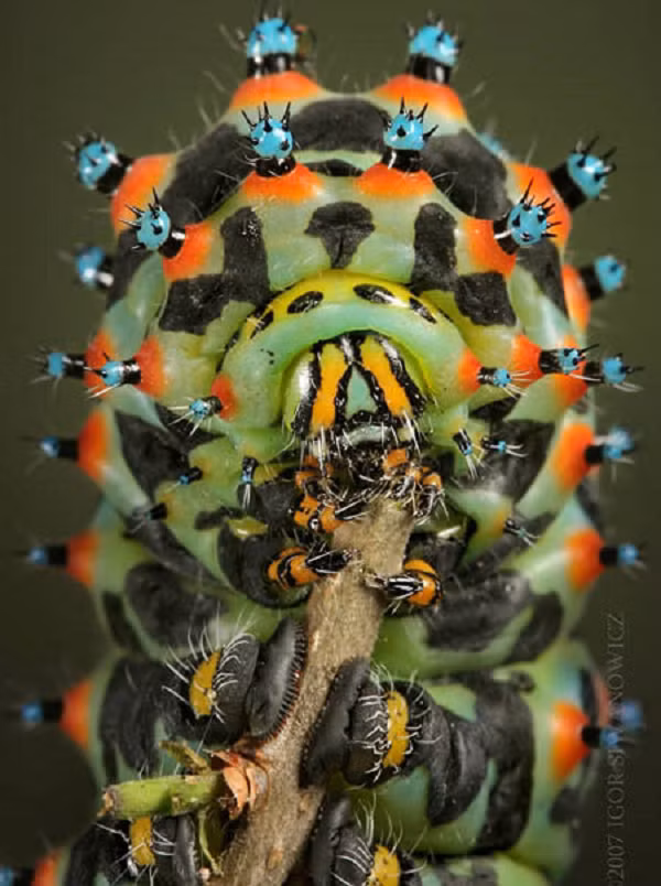 Tằm Calleta (Eupackardia calleta) Là một loài sâu bướm thuộc họ bướm ma Saturniidae, tằm Calleta được tìm thấy tại Mexico, Guatemala và vùng cực nam của Hoa Kỳ. Đây là loài duy nhất trong chi Eupackardia.