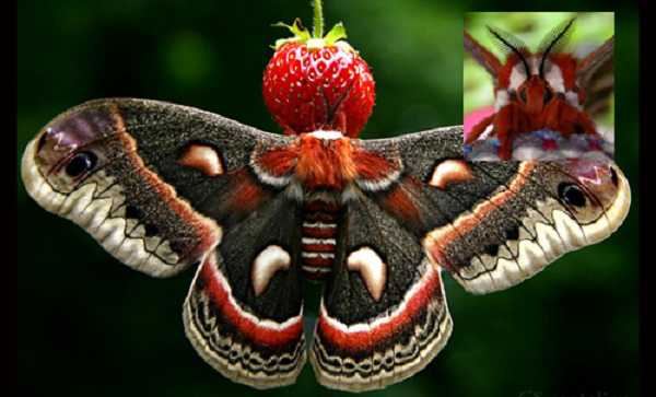 Được biết đến với cái tên “bướm đêm Robin”, Cecropia là loài bướm đêm lớn nhất ở Bắc Mỹ với sải cánh trung bình dài từ 13 đến 15 cm. Chúng phân bố xuyên suốt 2/3 lãnh thổ phía đông tới vùng đồng bằng núi Rocky.