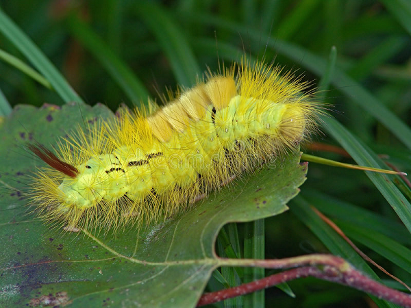 Ngài có rất nhiều lông và có thể dễ dàng được gió đưa đi. Vào cuối thu, những con nhỏ sẽ trưởng thành hoàn toàn, đạt chiều dài trung bình khoảng 5 cm và có màu sắc rất sặc sỡ.
