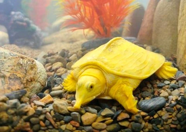 Chúng sẽ khó ngụy trang hơn, gây chú ý với nhiều kẻ săn mồi hơn. Đó là lý do tại sao chúng thường được giải cứu và chuyển sang môi trường nuôi nhốt.