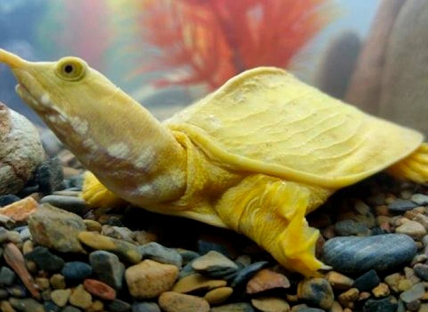 Sự sai lệch màu sắc của động vật thường ít xảy ra, nhưng khi xảy ra nó thường có màu sắc nổi bật.