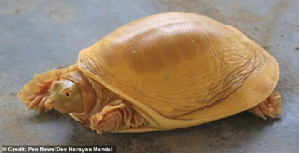 Trước đó, hồi giữa tháng 7, người dân bang Odisha cũng phát hiện trường hợp tương tự trên một cánh đồng ở làng Sujanpur, quận Balasore.