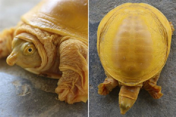 Kamal Devkota, một chuyên gia về bò sát cho biết sinh vật này có ý nghĩa về tâm linh sâu sắc, chúng được coi như hoá thân của vị thần Vishnu.