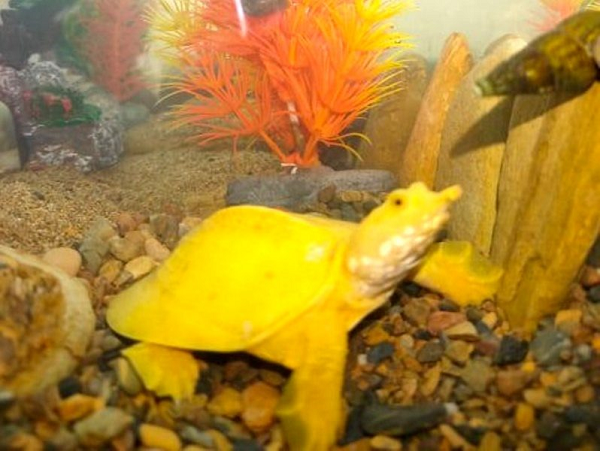 Hiện tượng này được gọi là hội chứng suy giảm sắc tố leucism. Các nhà nghiên cứu cho biết, khi bị bệnh này, loài vật sẽ có những màu sắc chói lọi nhất.