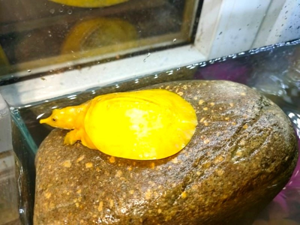 Con vật này có chiều dài khoảng 10cm, rộng 6cm và nặng khoảng 100g. Toàn thân màu vàng óng và bên dưới phần đầu có nhiều chấm trắng (hình da báo).