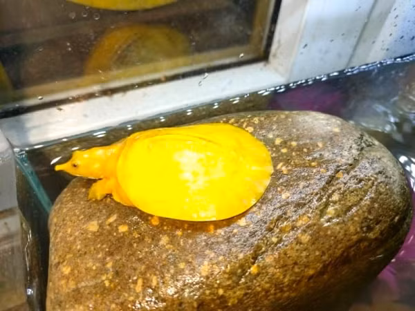 Con vật này có chiều dài khoảng 10cm, rộng 6cm và nặng khoảng 100g. Toàn thân màu vàng óng và bên dưới phần đầu có nhiều chấm trắng (hình da báo).