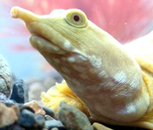 “Theo các cụ cao niên, ai sở hữu được con vật hiếm gặp này, sẽ gặp nhiều may mắn trong cuộc sống, vậy nên, hiện tôi chưa nghĩ đến việc bán con Ba ba này ” – chủ nhân của con ba ba chia sẻ.