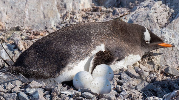 Ông này cho biết: "Món trứng chim cánh cụt vừa có vị thịt bò, vừa có vị cá tuyết, lại vừa hơi giống thịt lưng vịt rang, kết hợp với vị của máu và dầu gan cá”.