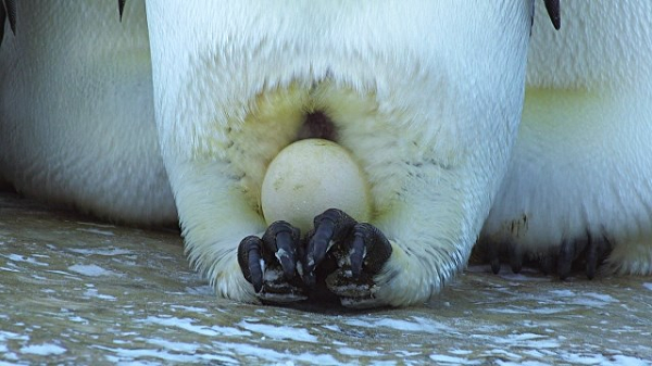 Trước đó, món trứng chim cánh cụt từng là món ăn rất phổ biến ở Châu Phi và Nam Cực.