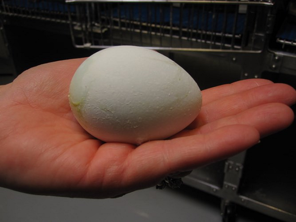 Những quả trứng chim cánh cụt thường to gấp 2, 3 lần trứng gà. Điểm đặc trưng nhất của nó là phần lòng trắng gần như trong suốt như thạch cho dù bạn có luộc kỹ đến mấy.