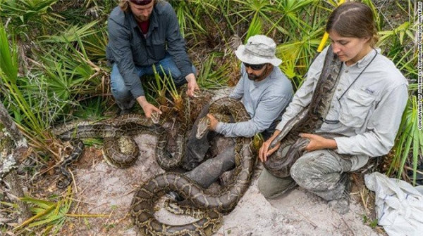Phần lớn thủy ngân ở Florida đến từ ô nhiễm không khí. Ở vườn quốc gia Everglades, thủy ngân trộn lẫn với lưu huỳnh đến từ hoạt động nông nghiệp ở thượng nguồn.