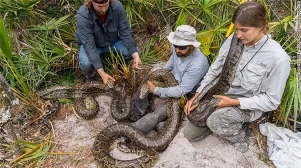 Phần lớn thủy ngân ở Florida đến từ ô nhiễm không khí. Ở vườn quốc gia Everglades, thủy ngân trộn lẫn với lưu huỳnh đến từ hoạt động nông nghiệp ở thượng nguồn.