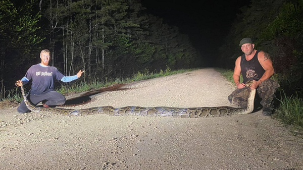 FWC khuyến khích người dân giết trăn vào bất cứ thời điểm nào trong năm và nếu phát hiện trăn khổng lồ, hãy thông báo ngay cho giới chức địa phương.