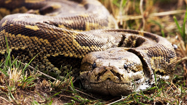 Trăn Miến Điện được ghi nhận lần đầu tiên ở vườn quốc gia Everglades năm 2000, theo nghiên cứu của Đại học Florida. Nhưng mãi tới tháng 3/2012, Cơ quan Cá và Động vật hoang dã Mỹ (FWS) mới đưa chúng vào danh mục loài xâm hại, cấm nhập khẩu và vận chuyển loài trăn này.