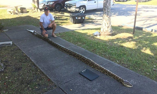 Nếu được xác nhận là an toàn, những con trăn khổng lồ có thể sớm xuất hiện trên thực đơn nhà hàng và bữa tối tại các gia đình ở Florida, Mỹ.