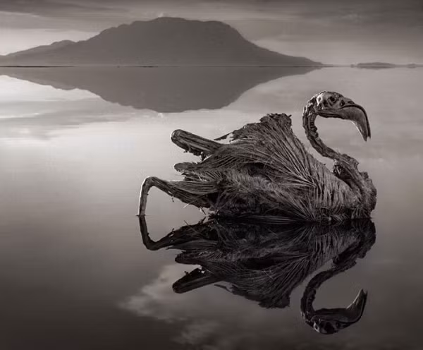 Xác các con vật kém may mắn này được bảo quản tốt dưới lòng hồ. Hình dáng sống động của chúng vẫn được giữ nguyên, điều khiến chúng khác biệt so với khi còn sống là toàn thân được phủ trong những lớp xi măng bằng muối.