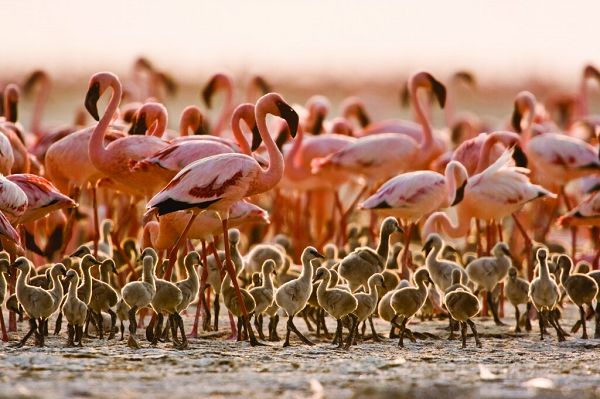 Số ít loài sinh vật may mắn tồn tại được ở Natron là một vài loại tảo, vi khuẩn đặc hữu và chim hồng hạc.