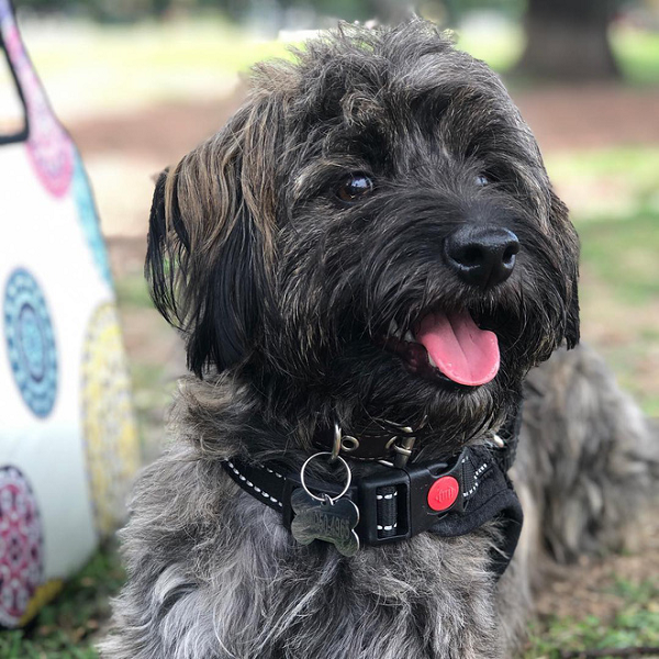 Pia cho biết Héc-quyn là chú chó vô cùng thân thiện và trần ngập năng lượng.