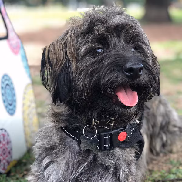 Pia cho biết Héc-quyn là chú chó vô cùng thân thiện và trần ngập năng lượng.