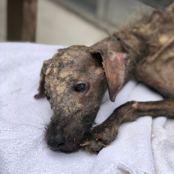 Ngoại hình của nó vô cùng đáng sợ, lông đã bị trụi hết, người gầy gò bẩn thỉu, đầy những mảng váng lớn khắp thân do lở loét, trông không khác gì bộ xương khô bị bỏ rơi nhiều năm.