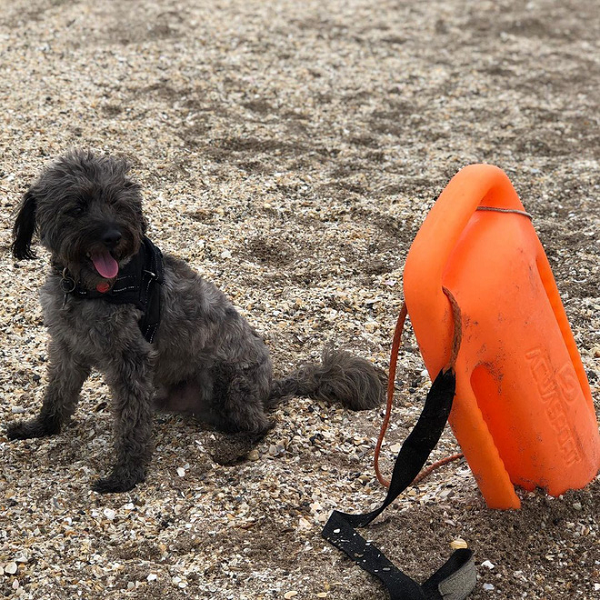 Hình ảnh hiện tại khiến cộng đồng mạng hoàn toàn ngỡ ngàng mà quên hẳn chú chó lang thang tội nghiệp ngày nào.