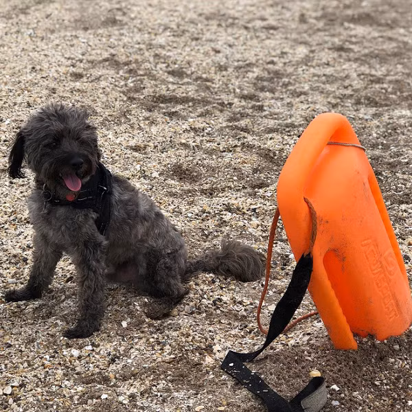 Hình ảnh hiện tại khiến cộng đồng mạng hoàn toàn ngỡ ngàng mà quên hẳn chú chó lang thang tội nghiệp ngày nào.
