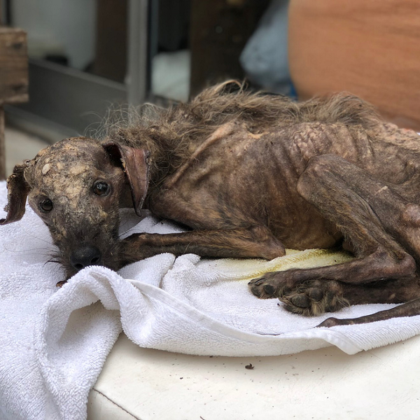 "Nó không thể đứng dậy nổi, không chịu ăn nên tôi đặt nó nằm lên một tấm chăn to sau đó cố gắng mớm nước cho nó suốt cả đêm. Bản thân tôi cũng nghĩ nó sẽ chết, nhưng không hiểu sao nhìn vào mắt nó, tôi thấy nó chưa muốn từ bỏ."