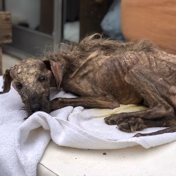 "Nó không thể đứng dậy nổi, không chịu ăn nên tôi đặt nó nằm lên một tấm chăn to sau đó cố gắng mớm nước cho nó suốt cả đêm. Bản thân tôi cũng nghĩ nó sẽ chết, nhưng không hiểu sao nhìn vào mắt nó, tôi thấy nó chưa muốn từ bỏ."