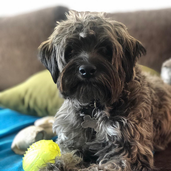 Từ đó, Héc-quyn trở thành thú cưng của Pia, cô chia sẻ rằng khoảnh khắc nó đứng dậy đi những bước đầu tiên cô đã không kìm nén được sự vui mừng mà òa khóc.