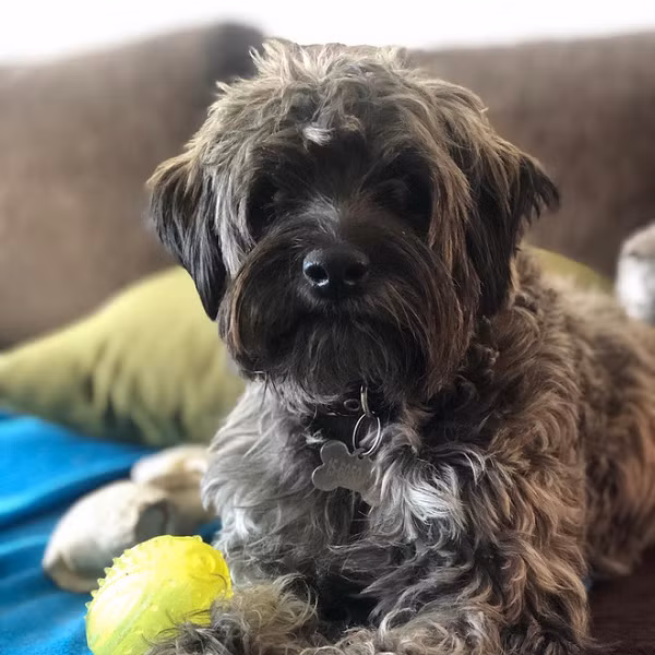 Từ đó, Héc-quyn trở thành thú cưng của Pia, cô chia sẻ rằng khoảnh khắc nó đứng dậy đi những bước đầu tiên cô đã không kìm nén được sự vui mừng mà òa khóc.