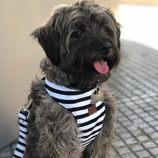 Hiện tại, chú chó Héc-quyn lang thang năm nào giờ đã trở thành một "hot Instagramer" thực thụ với hơn 45 ngàn lượt theo dõi.