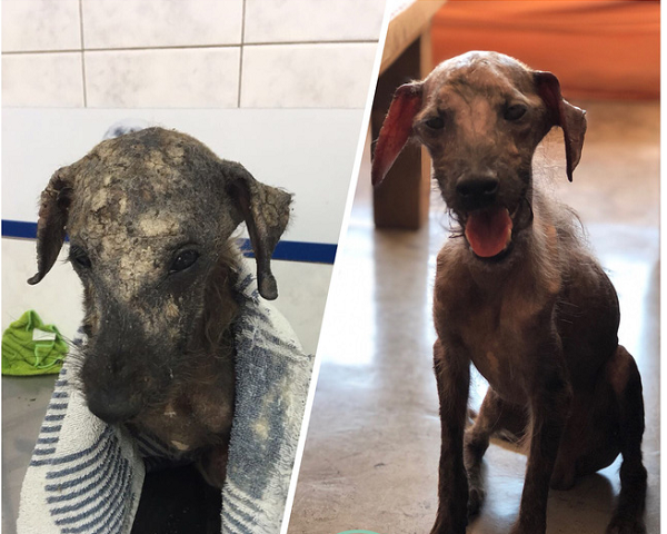 Cảm động trước sự mạnh mẽ của chú chó, Pia đã quyết định đặt tên cho nó là Hécquyn - một chiến binh thực thụ.