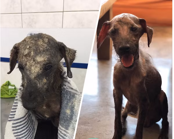 Cảm động trước sự mạnh mẽ của chú chó, Pia đã quyết định đặt tên cho nó là Hécquyn - một chiến binh thực thụ.