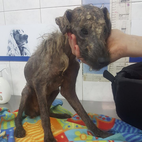 Cô lập tức mang nó đến phòng khám thú y, các bác sĩ cho biết, nếu 2 ngày tới, nó không thể vượt qua được thì coi như không còn hy vọng sống sót nữa.