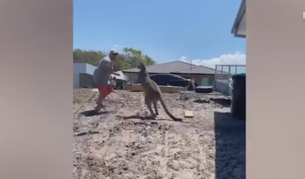 Con Kangaroo dùng chi trước đấm Mitchell Robinson sau đó đạp anh ngã xuống đất.