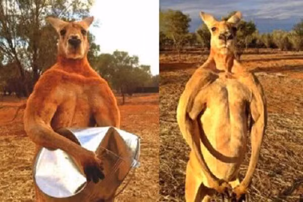 Patsy cho biết cú đấm của con Kangaroo này mạnh đến nỗi khiến cô gục ngã xuống sàn ngay sau đó. Thế nhưng nó vẫn chưa dừng lại mà tiếp tục lao vào giẫm đạp và cào cấu cô. Kết quả là nạn nhân của chúng ta bị gãy cổ tay, toàn thân bầm tím với nhiều vết thương chảy máu không ngừng.