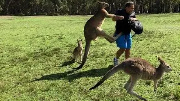 Thời tiết nắng nóng kéo dài ở Australia cũng được coi là một trong những nguyên nhân khiến loài Kangaroo trở nên hung hăng hơn, thường xuyên xuất hiện ở những khu vực đông dân cư.