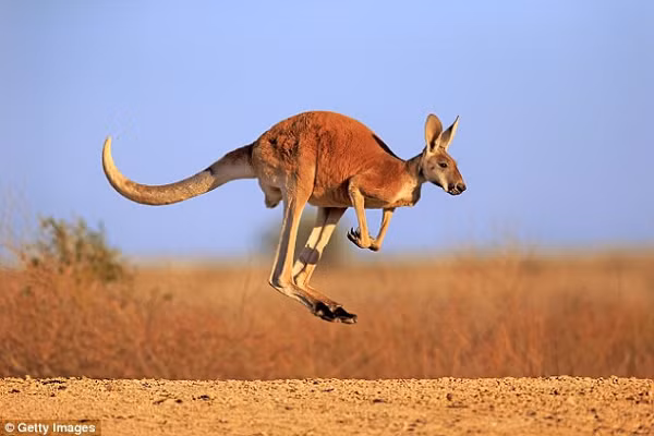 Trước đó, cũng tại Queensland đã xuất hiện 1 con Kangaroo cao đến 1,8 mét thản nhiên phá nát khu vườn của một người dân địa phương. Sau đó, nó còn tung tăng xuống phố cà khịa thêm 3 người khác, trước khi đánh một cụ bà đến mức phải nhập viện.