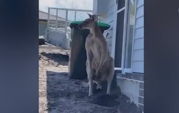 Con Kangaroo đực to lớn đã đứng quan sát đánh giá Mitchell Robinson một lúc trước khi nhảy tới và tung đòn tấn công anh ở thị trấn South West Rocks thuộc vùng ven biển Mid North, bang New South Wales, Australia.