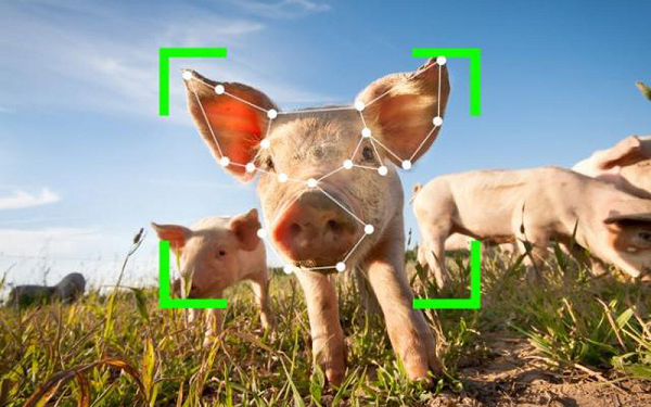 FRT có thể phân biệt từng con lợn bằng thông tin về mõm, tai và mắt lợn. Hệ thống này còn theo dõi được cả nhịp tim, tần suất toát mồ hôi và giọng kêu của từng con lợn.