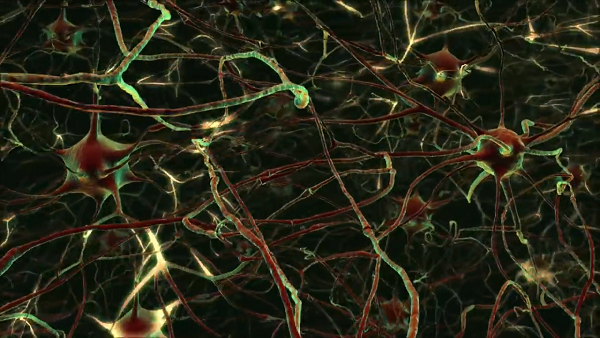 Tế bào thần kinh và thiên hà, được sắp xếp dưới dạng sợi dài và nút, chỉ chiếm khoảng 30% khối lượng của các hệ thống, còn 70% là các thành phần thụ động - nước trong não và năng lượng tối trong vũ trụ quan sát được.