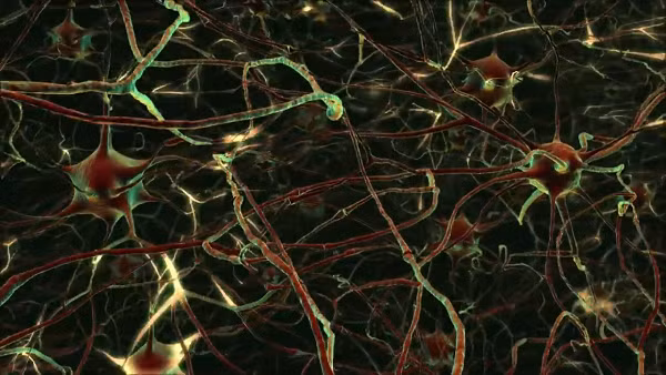 Tế bào thần kinh và thiên hà, được sắp xếp dưới dạng sợi dài và nút, chỉ chiếm khoảng 30% khối lượng của các hệ thống, còn 70% là các thành phần thụ động - nước trong não và năng lượng tối trong vũ trụ quan sát được.