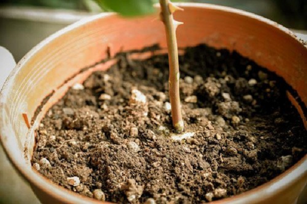 Bước 7: Trồng khoai vào trong chậu, vun đất vừa đủ để vùi hết củ khoai, ít nhất là chỉ lộ phần cành tiếp xúc với khoai lên trên.
