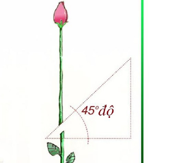 Bước 1: Chọn cành hoa hồng khỏe mạnh dài khoảng 20cm cành thẳng (không bị cong), tươi khỏe (có thể bẻ gẫy những chiếc gai bằng tay) và mới mọc trong vòng 1 năm ở cây hồng đang trưởng thành. Sau đó dùng kéo cắt chéo một góc 45 độ.