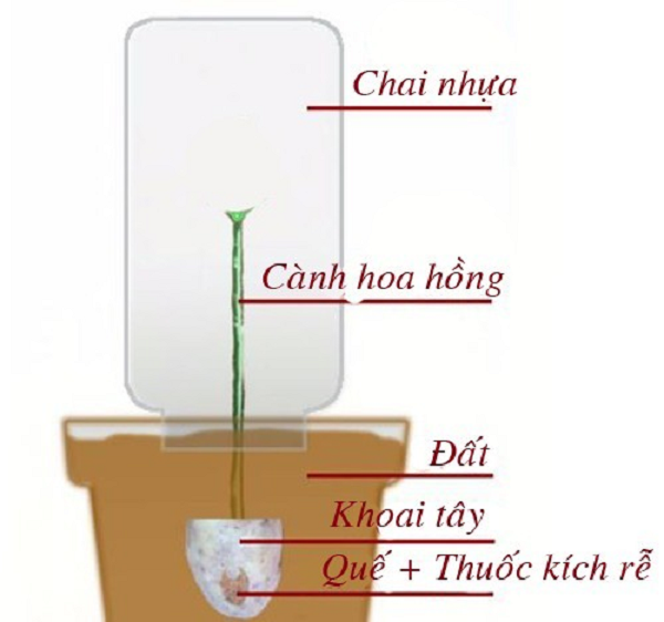Bước 8: Làm nhà kính mini từ chai nhựa sẽ giúp ổn định nhiệt độ, độ ẩm bên trong để cành giâm không bị ảnh hưởng nhiều bởi thời tiết bên ngoài. Ấn nhẹ để chắc chắn rằng chai chìm trong đất và vững chãi dù mưa gió.