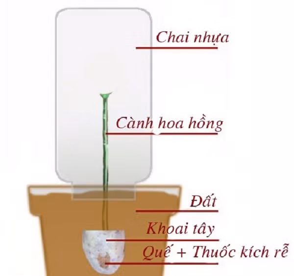 Bước 8: Làm nhà kính mini từ chai nhựa sẽ giúp ổn định nhiệt độ, độ ẩm bên trong để cành giâm không bị ảnh hưởng nhiều bởi thời tiết bên ngoài. Ấn nhẹ để chắc chắn rằng chai chìm trong đất và vững chãi dù mưa gió.