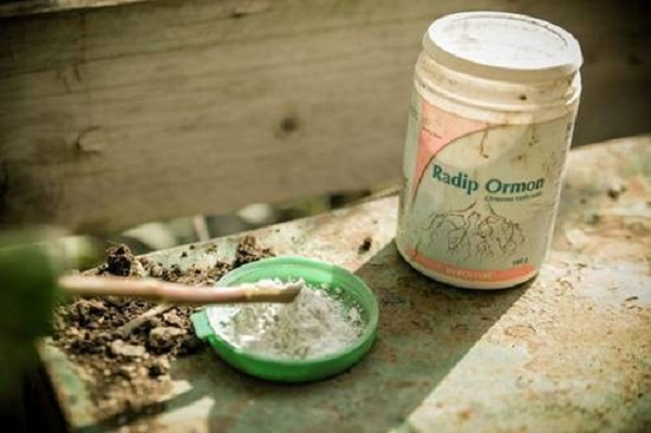 Bước 5: Sử dụng thuốc kích rễ để phết vào gốc cành trước khi cắm vào củ khoai tây.