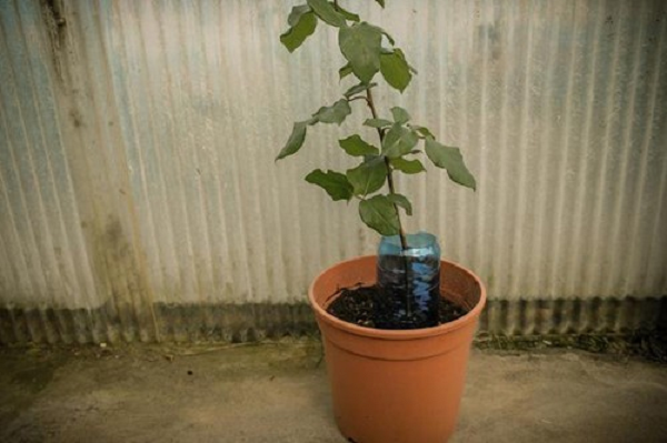 Bước 9: Đặt chậu cây ở nơi râm mát, không có ánh sáng mặt trời trực tiếp. Tưới vừa đủ ẩm đất và nhấc chai nhựa ra vài phút để vết ghép thoáng khí. Trong quá trình chăm sóc tránh động tay vào cành để cây ổn định rễ.