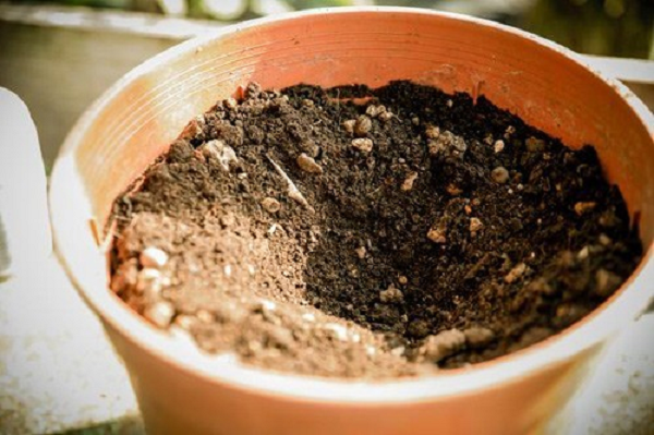 Bước 3: Xới đất cho tơi và tưới thêm nước cho đủ ẩm. Đào một hố vừa đủ trong chậu để trồng vừa củ khoai tây.